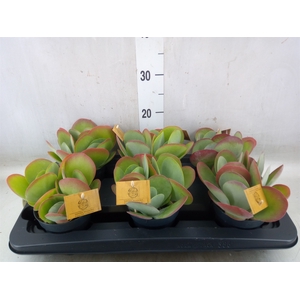 Kalanchoe NF thyrsiflora