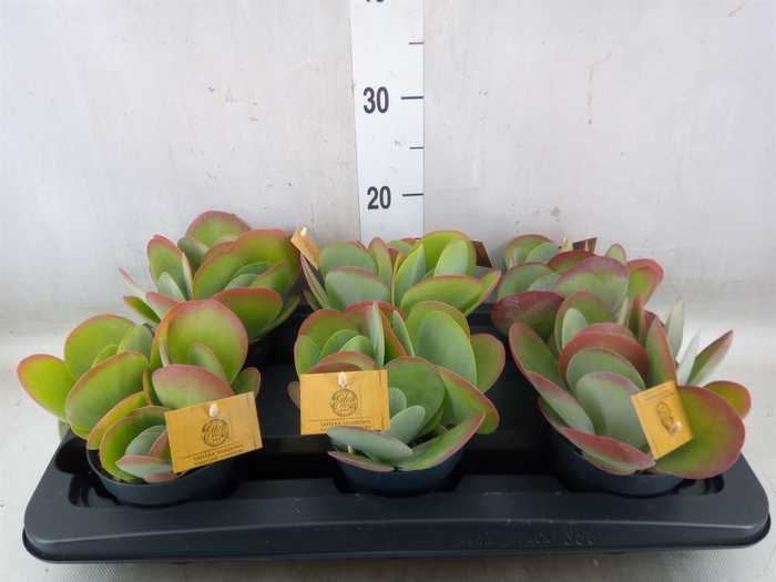 <h4>Kalanchoe NF thyrsiflora</h4>