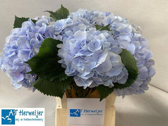 <h4>HYDR M CH VERENA BL</h4>