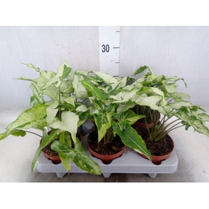 Syngonium   ...