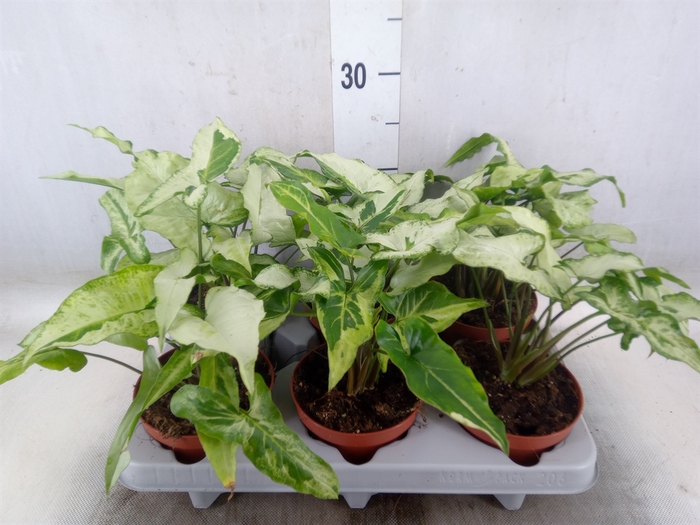 <h4>Syngonium   ...</h4>