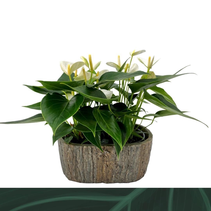 <h4>Anthurium Elido steen ovaal</h4>