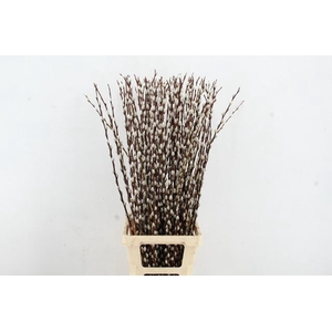 SALIX WILGENKATJES 100CM