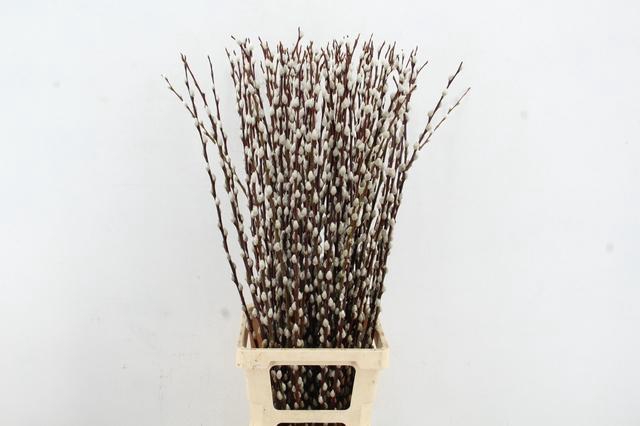 <h4>SALIX WILGENKATJES 100CM</h4>