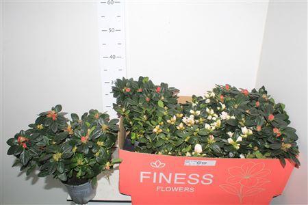 <h4>Rhodo Si Vogel Gem</h4>