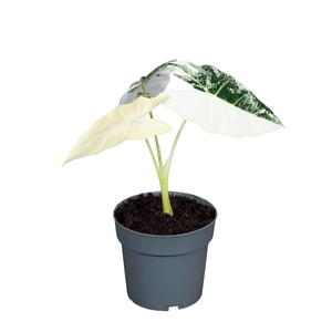 Alocasia Frydek Variegata 14cm