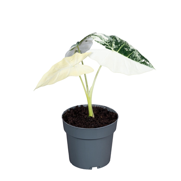 <h4>Alocasia Frydek Variegata 14cm</h4>