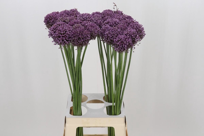 <h4>Allium Pink Lady</h4>