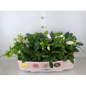 Helleborus ori. 'Verboom Cinderel'