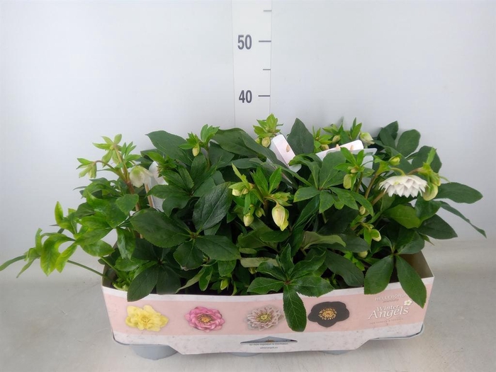 <h4>Helleborus ori. 'Verboom Cinderel'</h4>