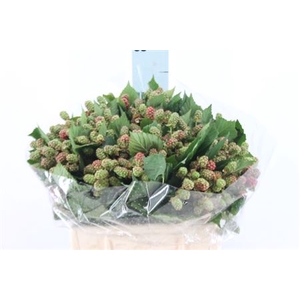 Braam Rubus 40 Cm