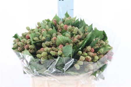 <h4>Braam Rubus 40 Cm</h4>