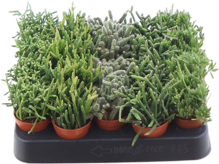 <h4>Rhipsalis Gemengd</h4>