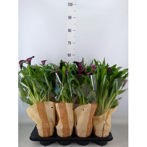 Zantedeschia  'Odessa'