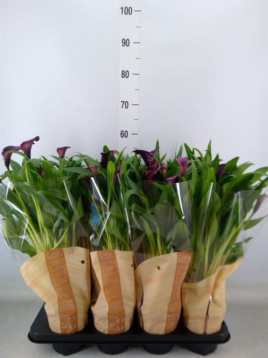 <h4>Zantedeschia  'Odessa'</h4>