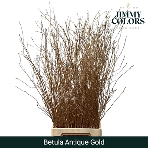 Betula L120 Mtlc. Antique Gold