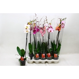 PHAL GEM