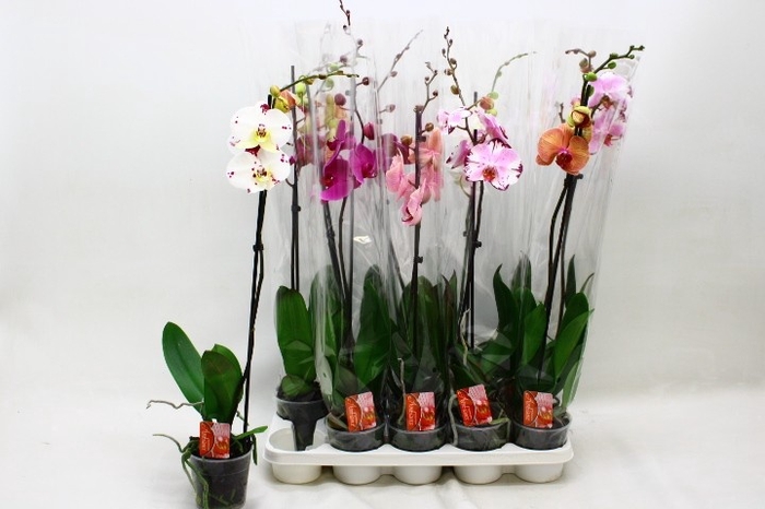 <h4>PHAL GEM</h4>