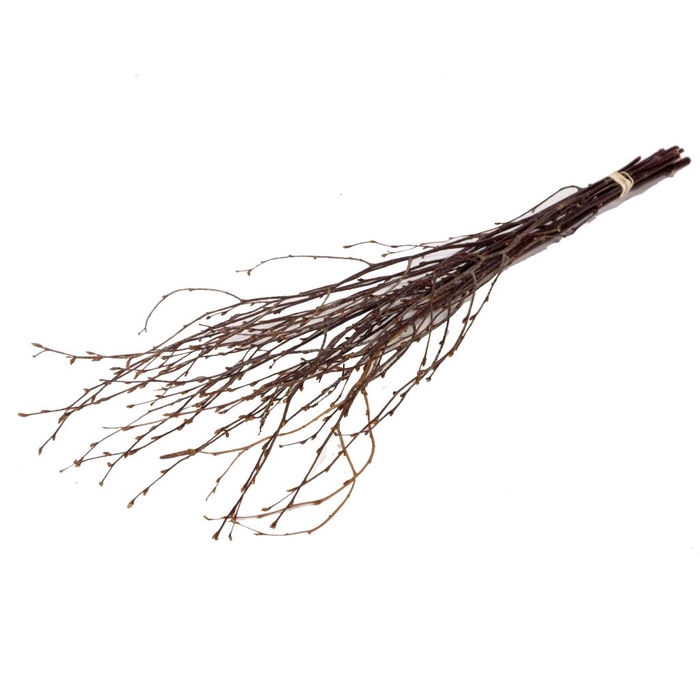 <h4>Birch 60cm 10pc Natural</h4>