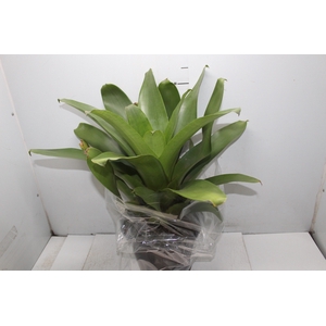 BROMELIA IMPERIAL P27 VERDE