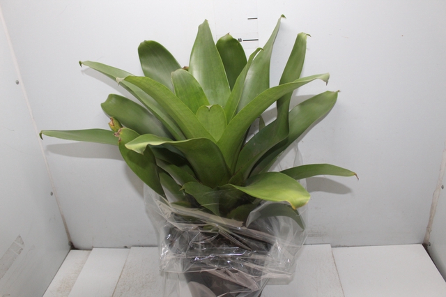 <h4>BROMELIA IMPERIAL P27 VERDE</h4>