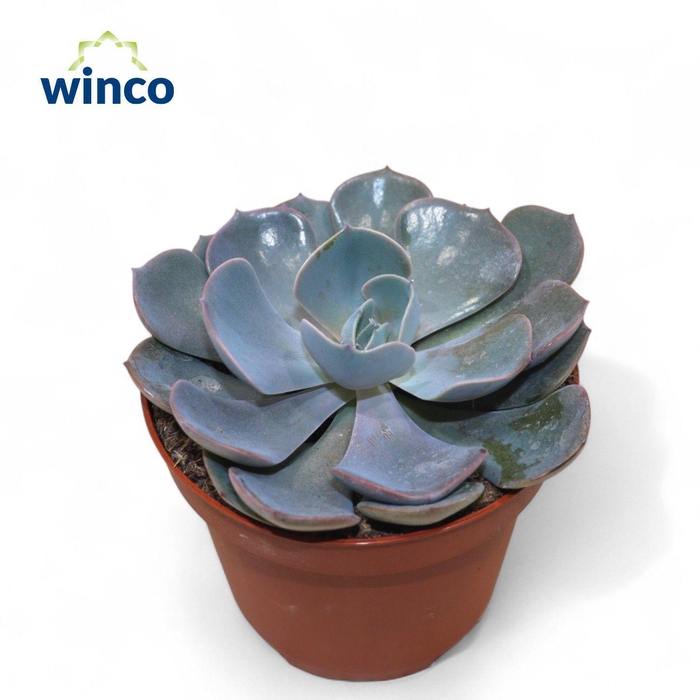<h4>Echeveria Dusty Rose</h4>