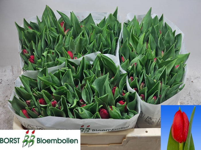 <h4>TU EN HEARTBREAKER</h4>