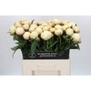 Paeonia Dr F.G. Brethour