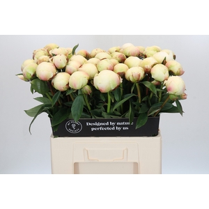 Paeonia Dr F.G. Brethour