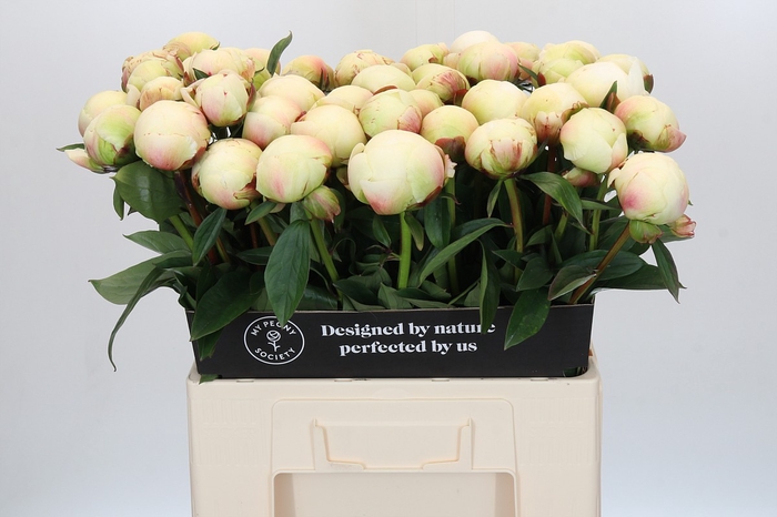 <h4>Paeonia Dr F.G. Brethour</h4>
