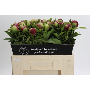 Paeonia Red Charm