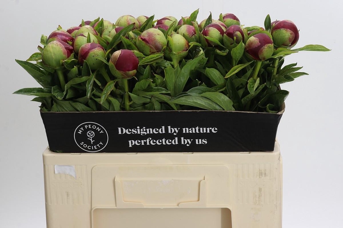 <h4>Paeonia Red Charm</h4>