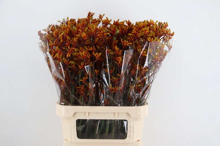 <h4>ANIGOZ GOLD FEVER</h4>