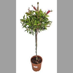CALLISTEMON CITRINUS