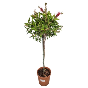 CALLISTEMON CITRINUS