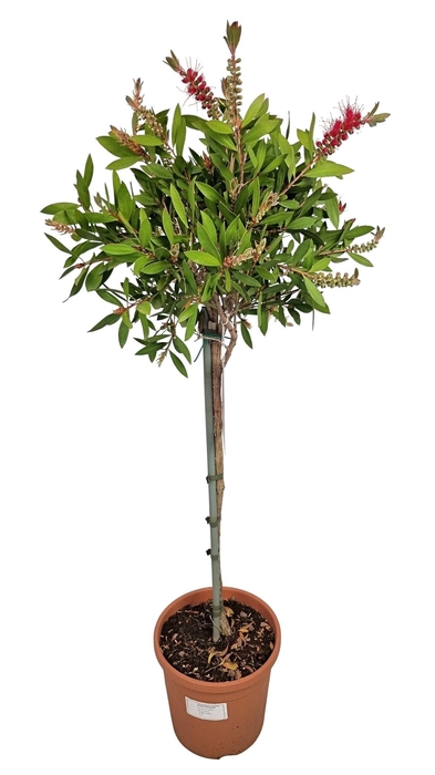 <h4>CALLISTEMON CITRINUS</h4>