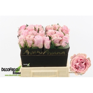 R Gr Addicted 2 Love