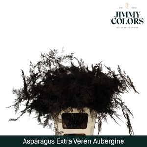 Aspa Extra Veren Aubergine