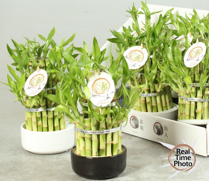 <h4>DRA LUCKY BAMBOO</h4>