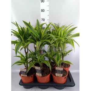 Dracaena fr de 'LemonLime'