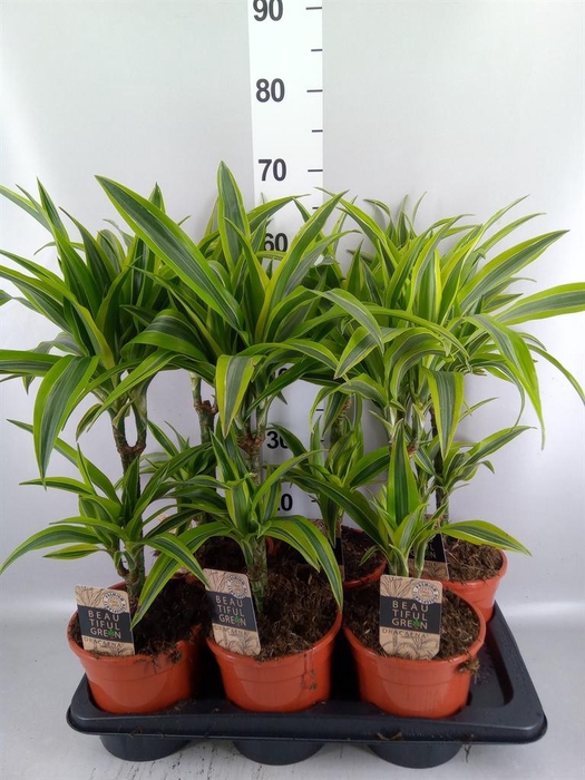 <h4>Dracaena fr de 'LemonLime'</h4>