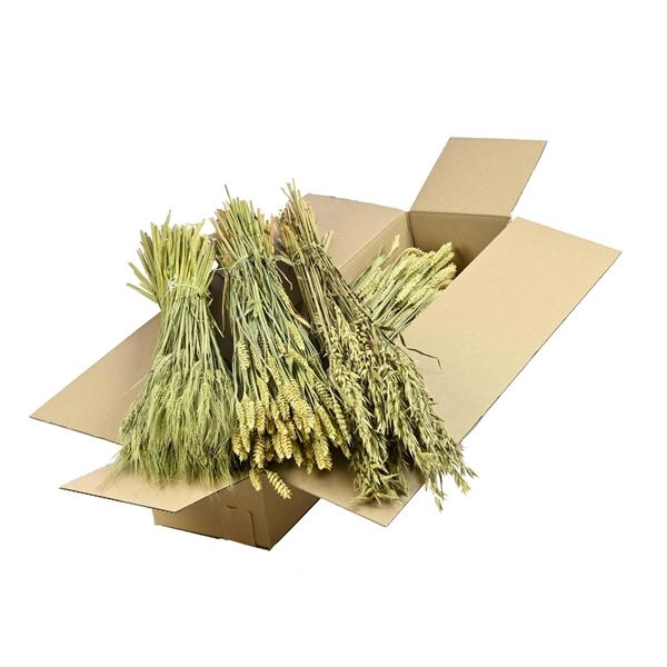<h4>Mix Box Sb Getreide / Grasses / Granen Natural</h4>