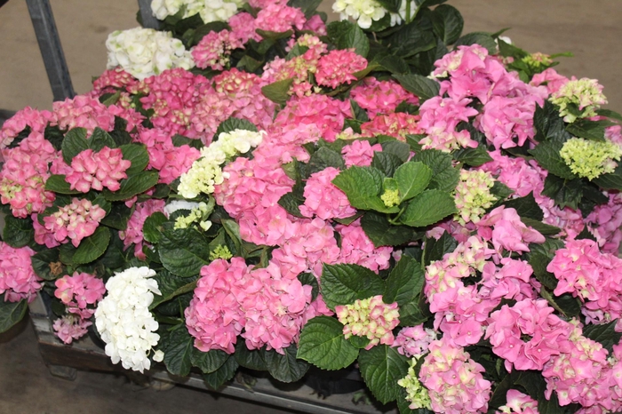 <h4>HORTENSIA P20</h4>