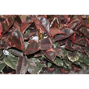 FICUS ELASTICA RUBY P17