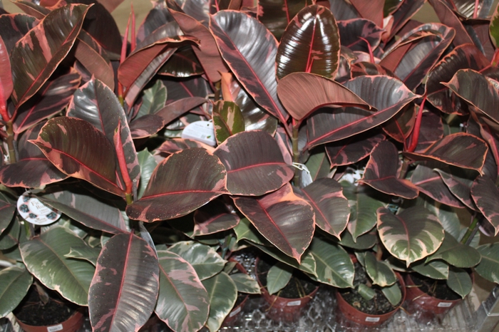 <h4>FICUS ELASTICA RUBY P17</h4>