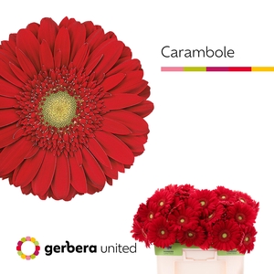 Gerbera Carambole Water