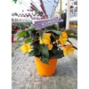 Begonia overig mixkar