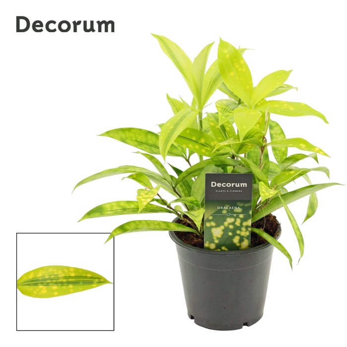 <h4>Dracaena Surculosa Mike 12 cm (Decorum)</h4>