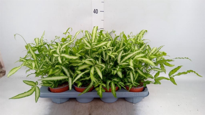 <h4>Pteris cretica 'Albolineata'</h4>