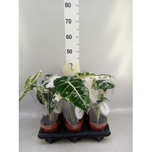 Alocasia   ...